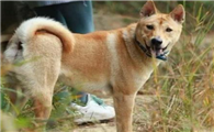 中华田园犬的用途是什么
