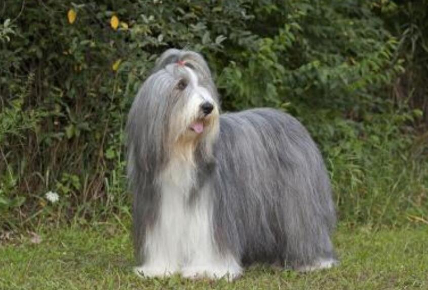 长须柯利牧羊犬训练项目