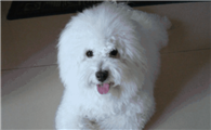 博洛尼亚比熊犬吃多了吐了怎么办