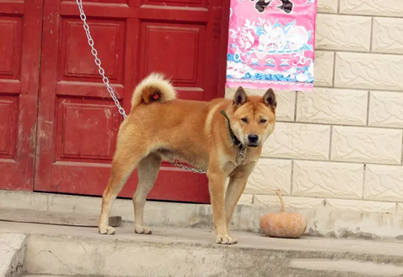 中华田园犬的毛色有几种 中华田园犬的毛色有几种