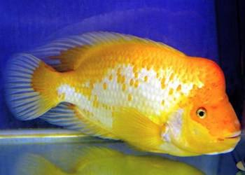 火鹤鱼水温度多少最佳-宠物网问答