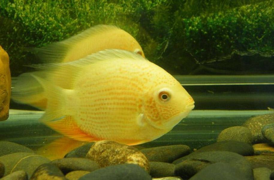 金菠萝鱼吃什么最好