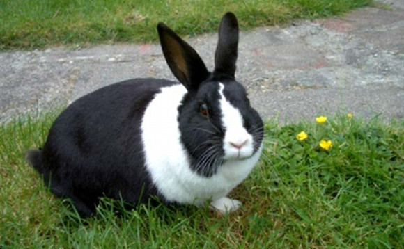 荷兰兔可以养几年