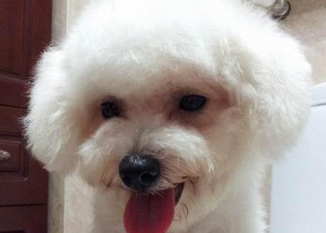 卷毛比熊犬训练项目