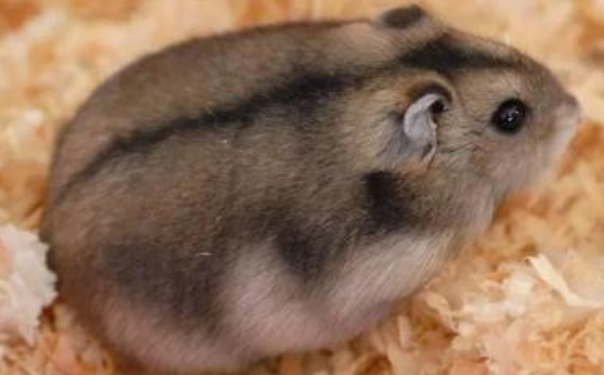 短尾仓鼠的寿命有多长