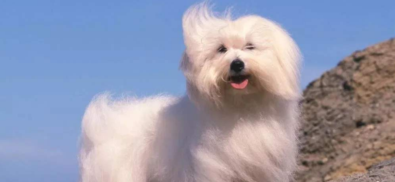 博洛尼亚比熊犬吃多了拉稀怎么办 博洛尼亚比熊犬吃多了拉稀怎么办