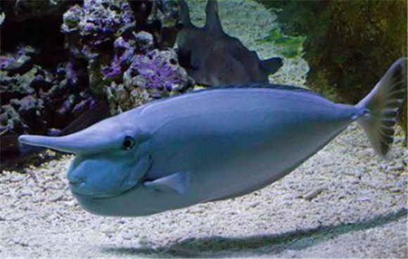 突角吊生病用什么药