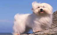 博洛尼亚比熊犬生活习惯