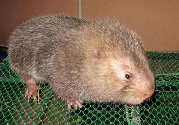 芒鼠喂什么比较好