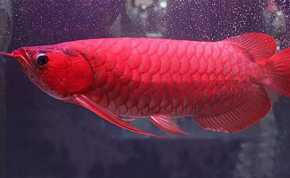 血红龙一条多少钱