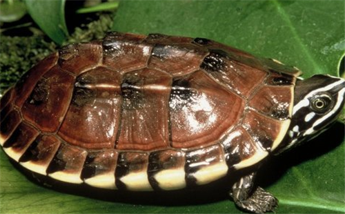 食螺龟