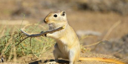红尾沙鼠温顺吗