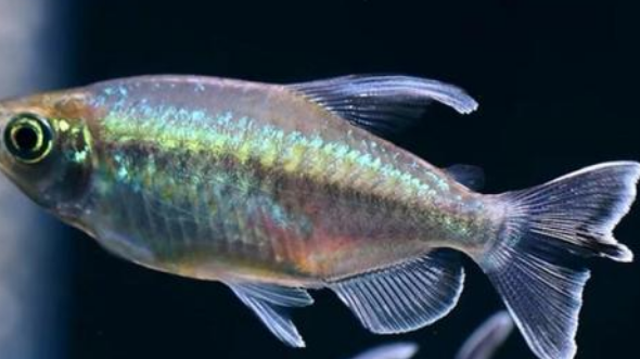 刚果扯旗鱼吃什么食物