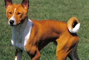 养贝生吉犬要注意什么