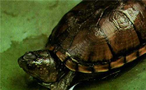 亚马逊彩龟成体图片