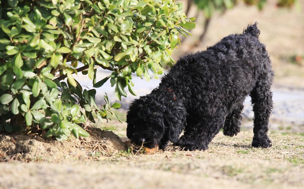 长卷毛猎犬不能吃什么