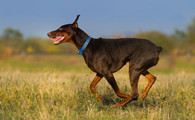 艾分杜宾犬的体重是多少