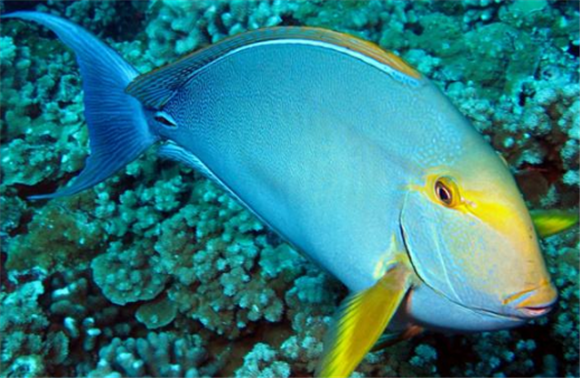 黄鳍吊生病用什么药