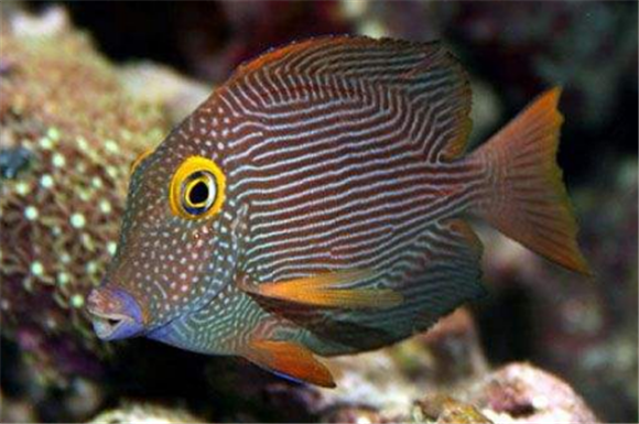 黄眼吊一条多少钱