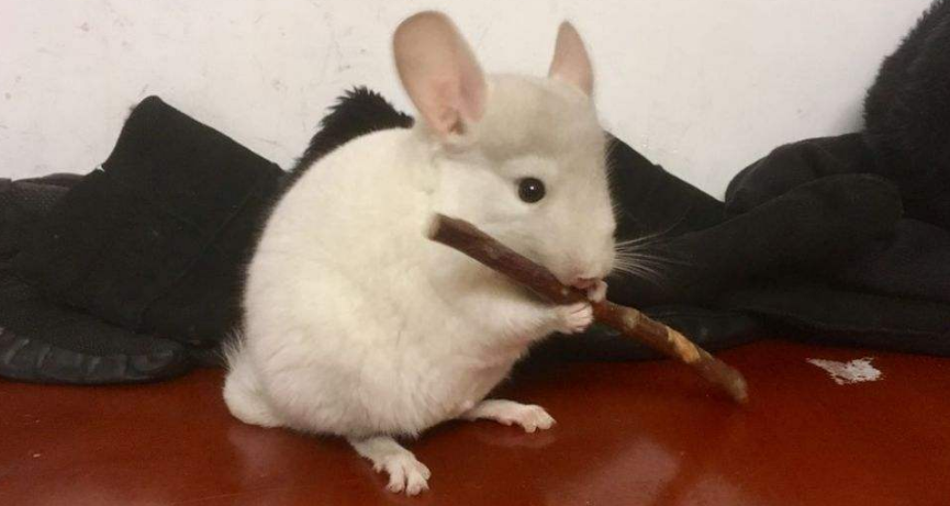 粉白龙猫生病了怎么办