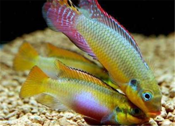 斑尾凤凰产卵了怎么办