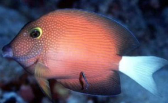 白尾吊水温多少合适