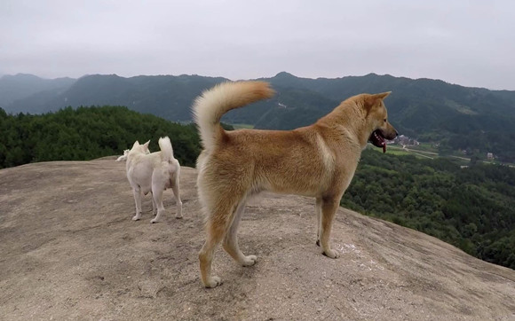 中华田园犬训练技巧有哪些