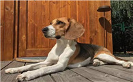 米格鲁猎犬多大产仔