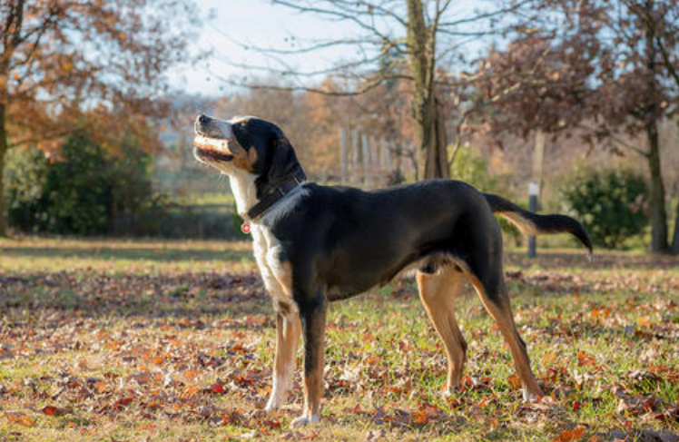 巴伐利亚山地犬窝咳应该怎么办