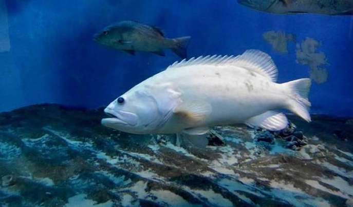 另外,白鳍黑吊是肉食性鱼,喜欢吃水域里的浮游动物,所以日常喂养中让