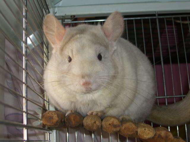 金斑龙猫性格怎么样