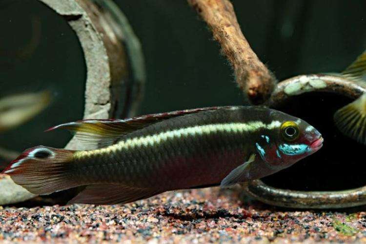 红肚凤凰鱼能和其他鱼混养吗