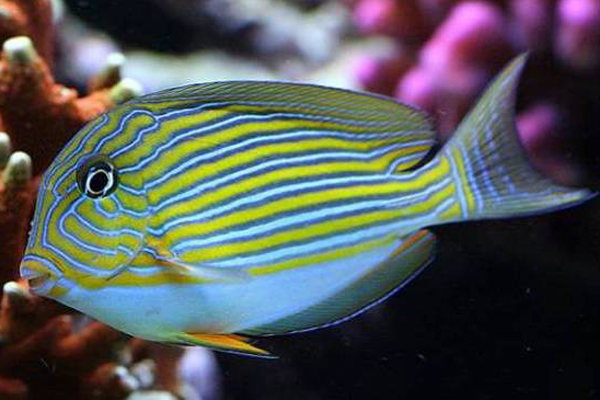 纹吊水温多少合适