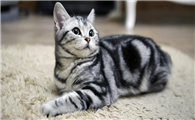 怎么看美国短尾猫多大了
