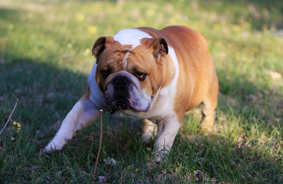 英国斗牛犬有攻击性吗