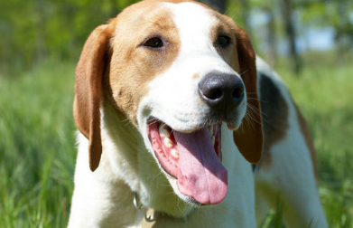 巴色特犬窝咳吃什么药最好