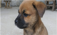 中华田园犬多少钱一只