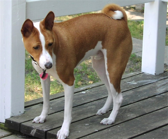 购买贝生吉犬的注意事项