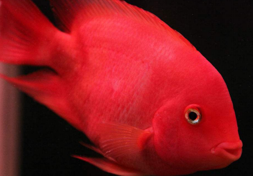 血鹦鹉水温度多少最佳