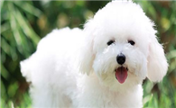 博洛尼亚比熊犬的性格外貌特征