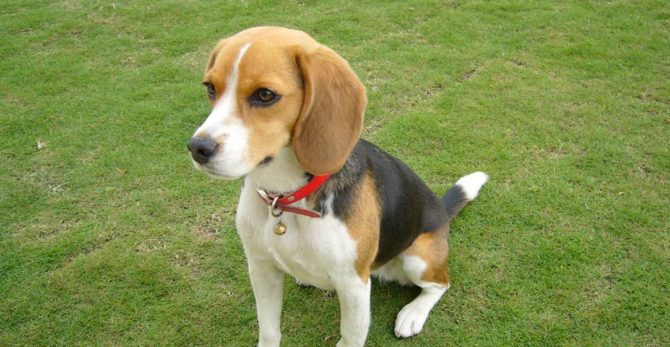 米格鲁猎犬不能吃什么 米格鲁猎犬不能吃什么