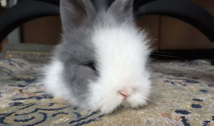 新英格兰棉尾兔喂什么比较好