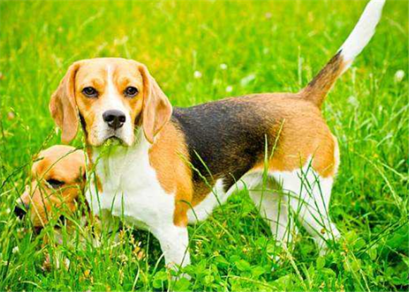 巴色特犬需要训练什么 巴色特犬需要训练什么