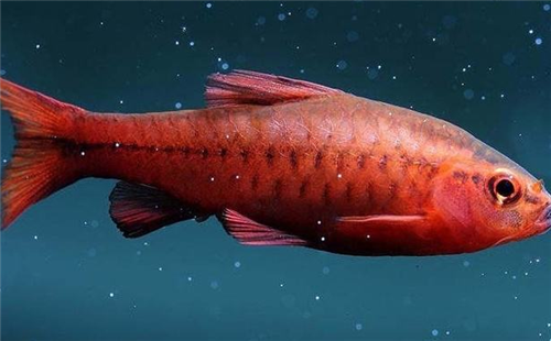 红色闪电灯鱼图片