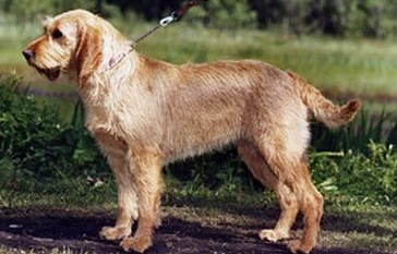 长卷毛猎犬什么颜色好 长卷毛猎犬什么颜色好
