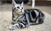 美国短尾猫寿命多久
