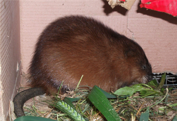 扁鼠生病了怎么治疗