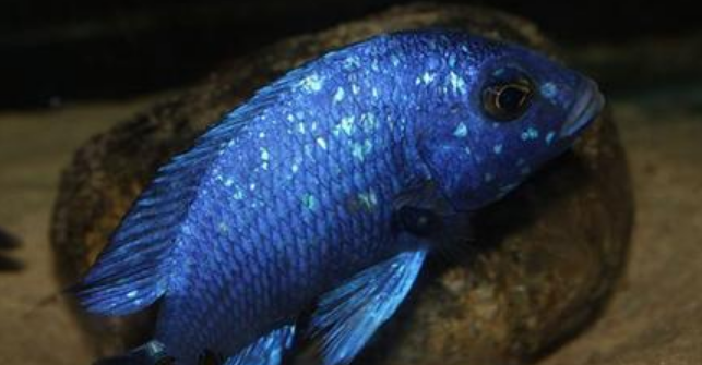 新手养蓝宝石鱼注意什么