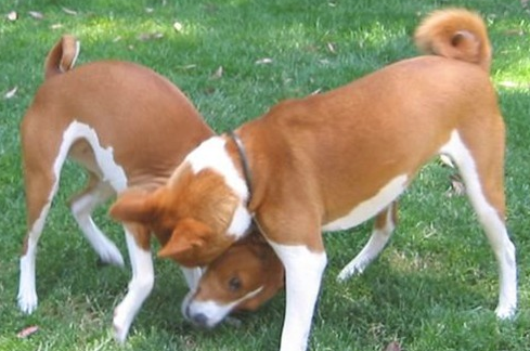 贝生吉犬机灵吗 贝生吉犬机灵吗