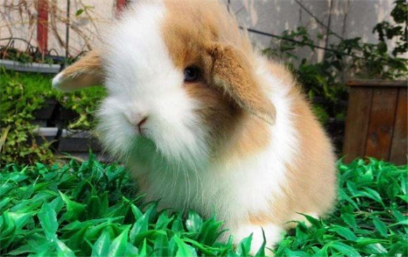 荷兰垂耳兔喂什么比较好